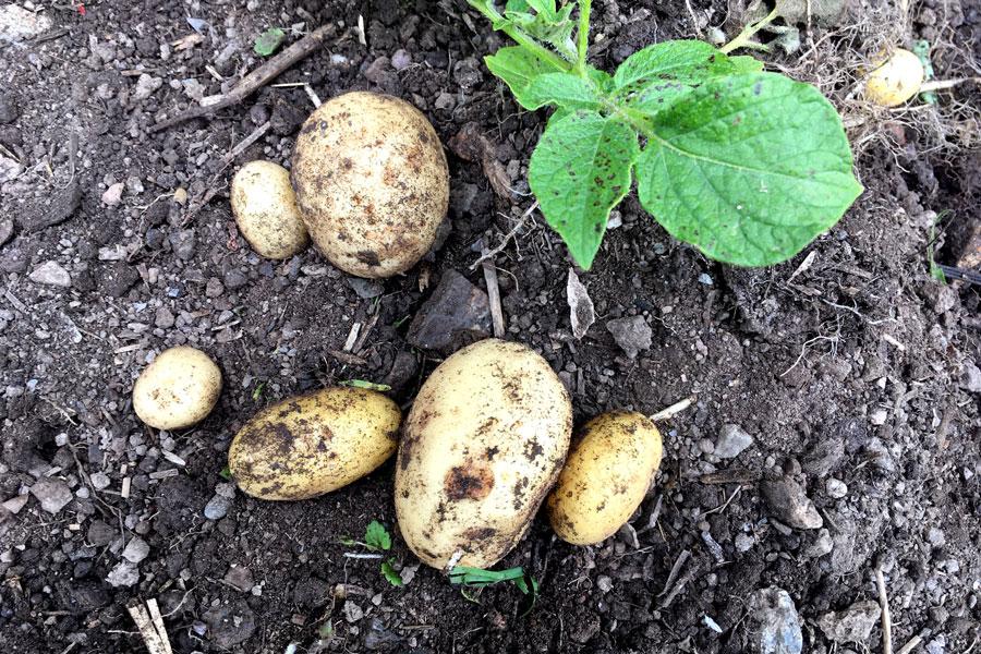 When to harvest potatoes | Farmhouse Table Company